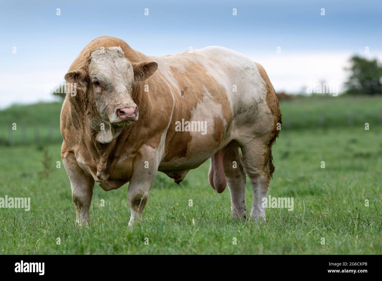 Kraftvoller Pedigree Simmentaler Rinderbulle auf Weide, Annan, Schottland, Großbritannien. Stockfoto