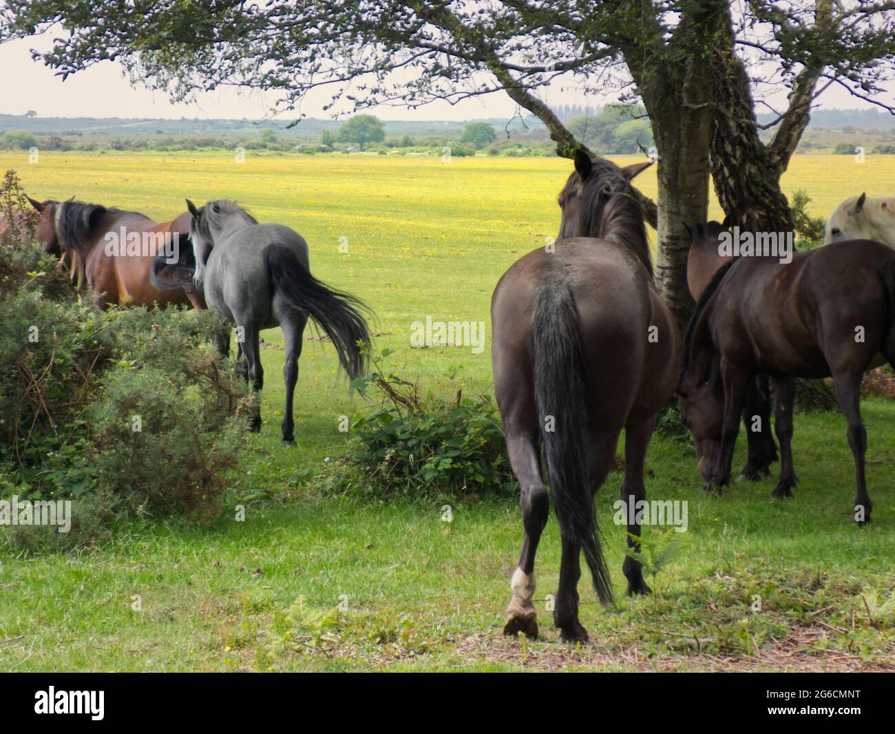 Wildpferde und Ponys im New Forest National Park, Hampshire, Großbritannien Stockfoto