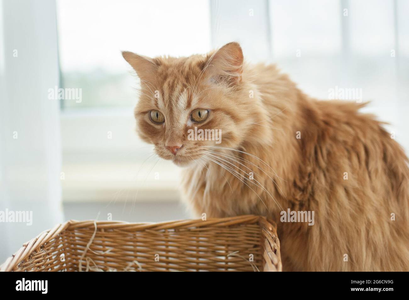 Rote junge Katze sitzt auf Fensterhintergrund in der Nähe Strohkorb, Haustierkonzept Stockfoto