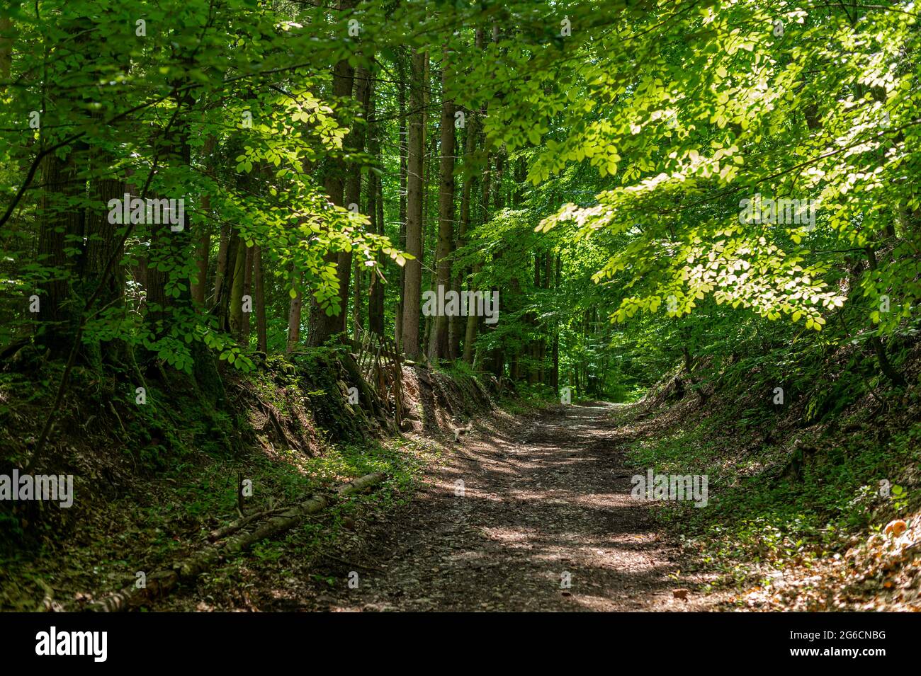 JP12210-Landweg - kleiner Waldweg in den elsässischen Vogesen, Frankreich. Stockfoto