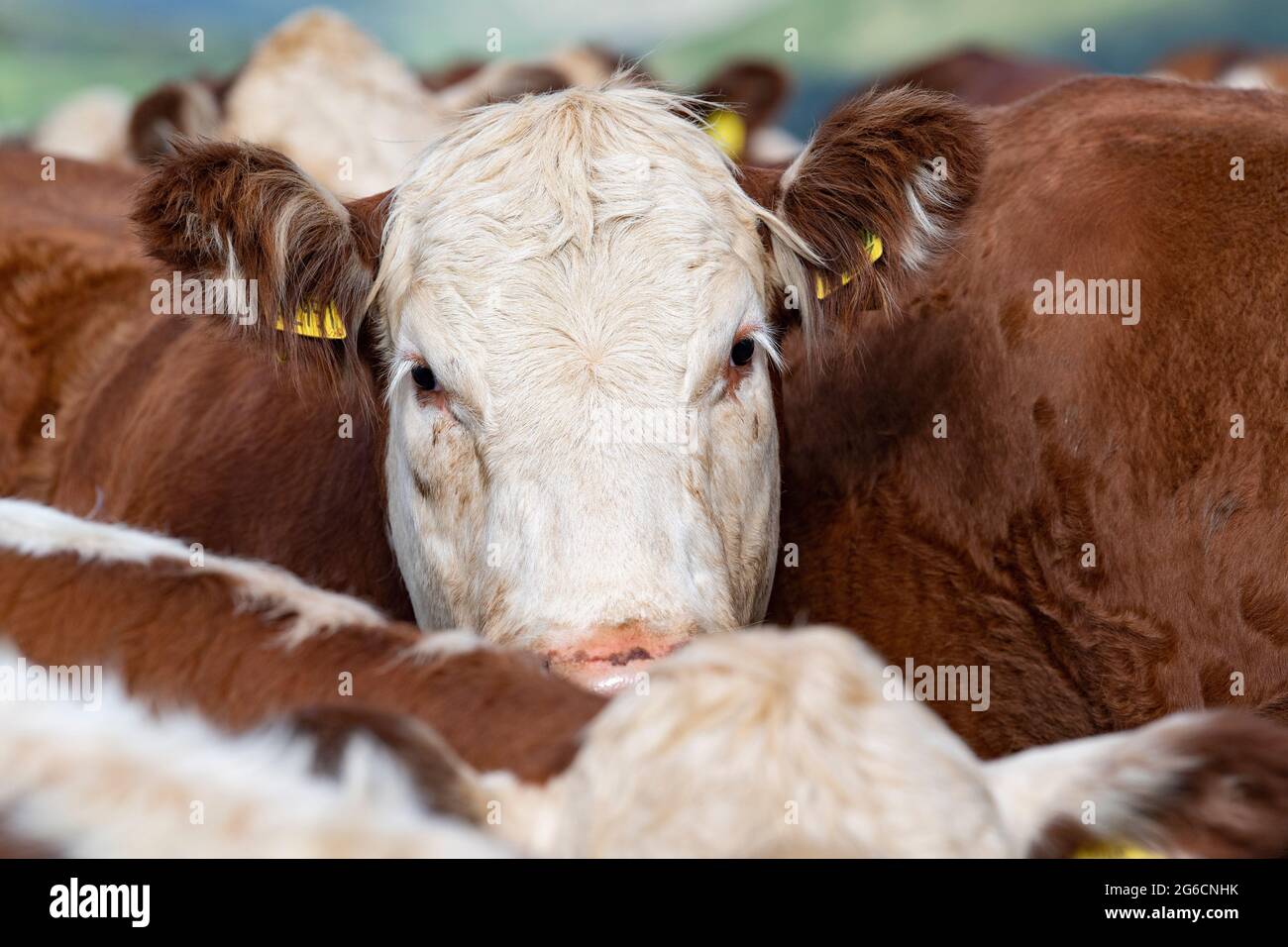 Nahaufnahme einer Herde von Hereford-Rindern, einer einheimischen britischen Rasse, Cumbria, Großbritannien. Stockfoto