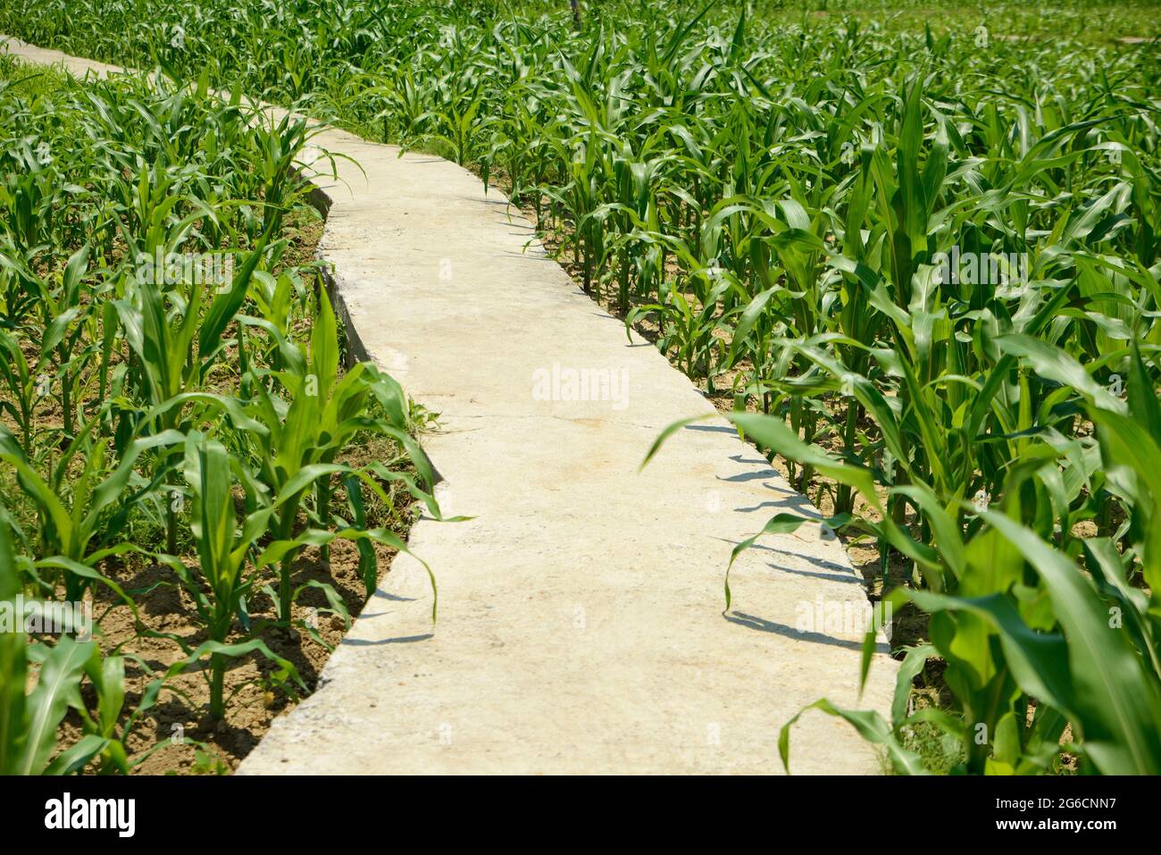 Weg zwischen Maisfeldern in einem Dorf Stockfoto