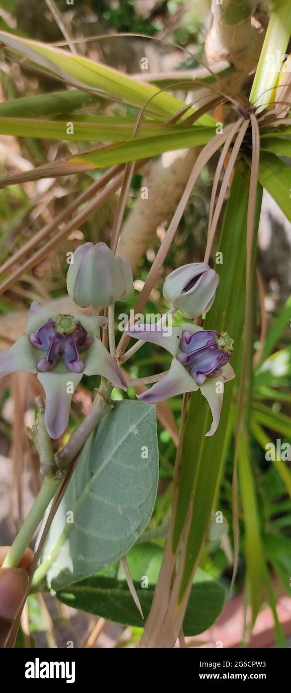 Riesige tropische Calotropis im Garten Stockfoto