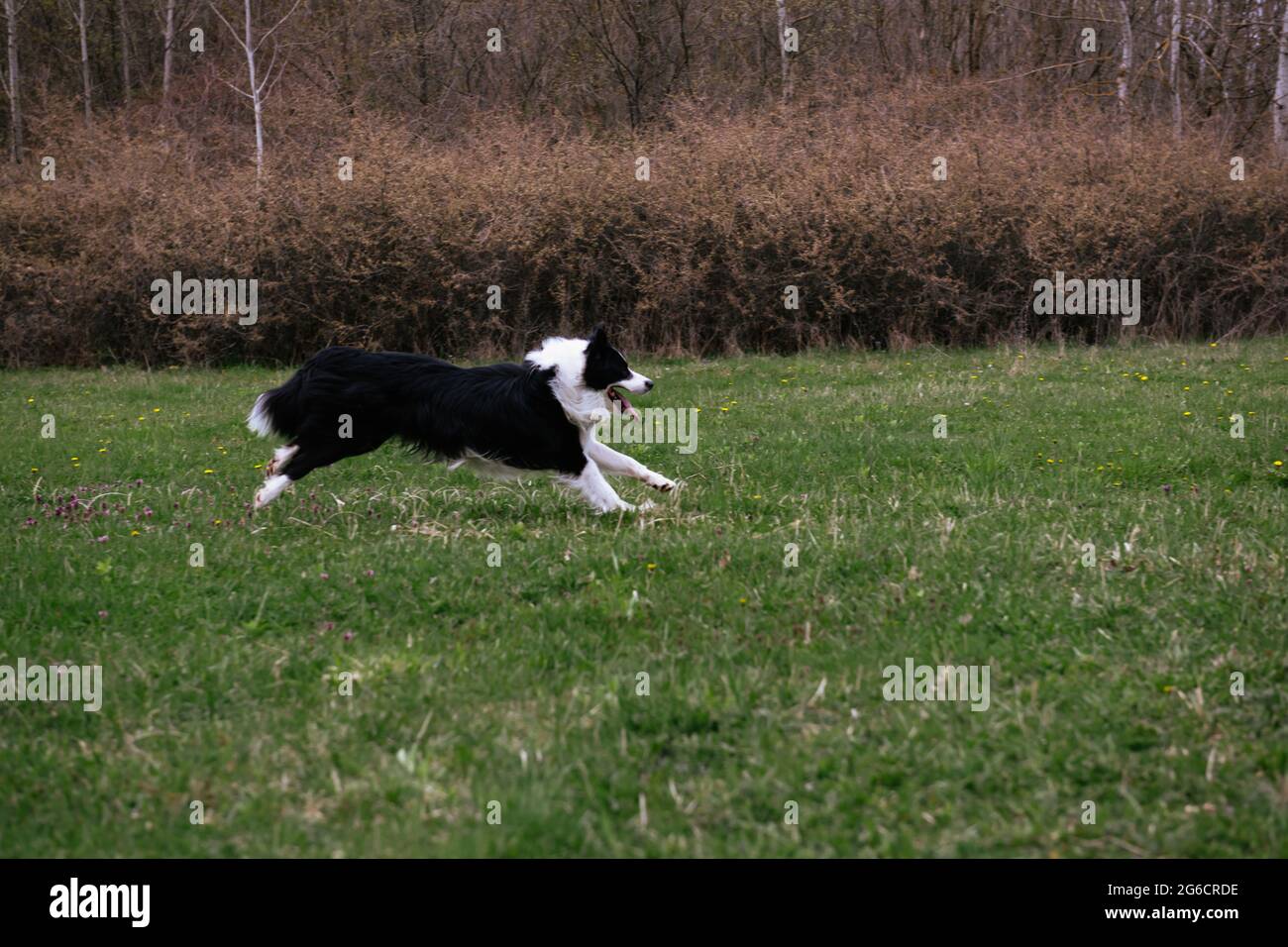 Border Collie läuft in einem Wald wie in Rumänien gesehen Stockfoto