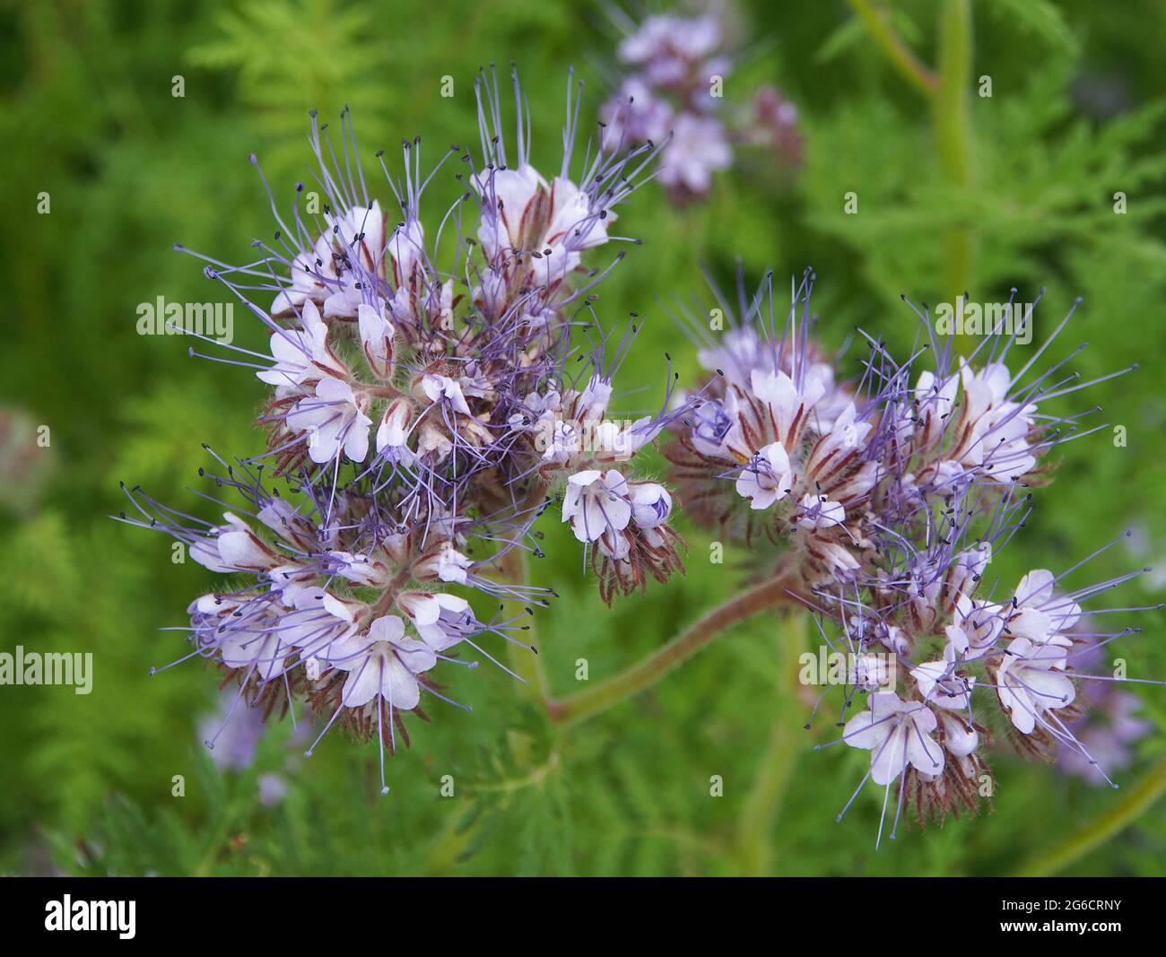 Phacelia tanacetifolia oder Scorpionweed - so bienenfreundlich diese Pflanze wird als Biomassepflanze angebaut, um den Bienen und der Umwelt zu nutzen. Stockfoto