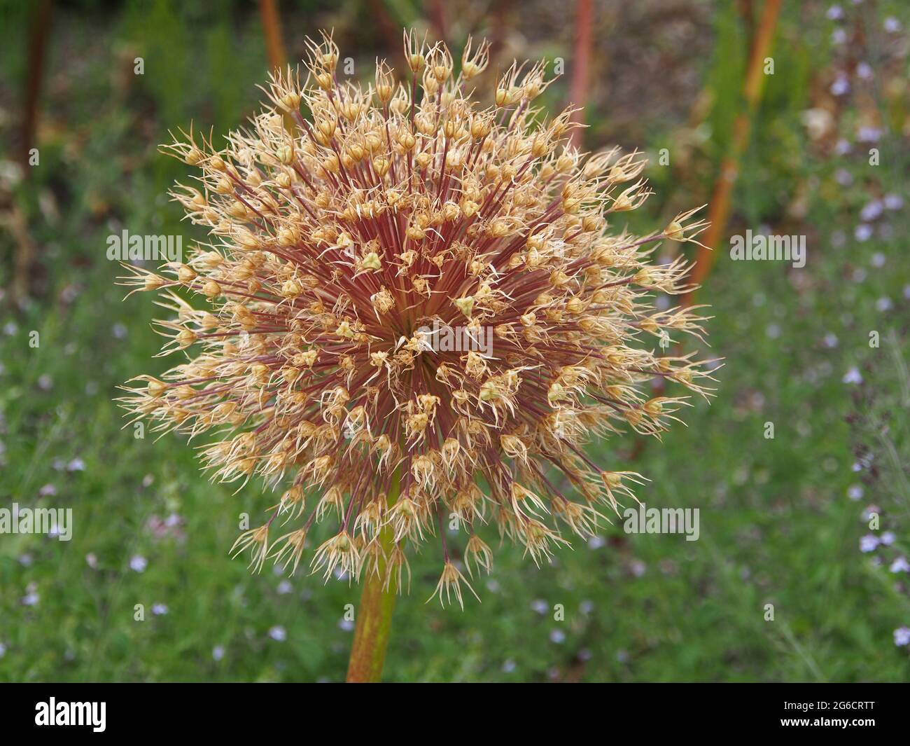 Makroaufnahme des Saatkopfes des riesigen Allium (Allium giganteum) Var. Allium Beau betrachtet das Wachstum in einem englischen Garten im Juli. Stockfoto