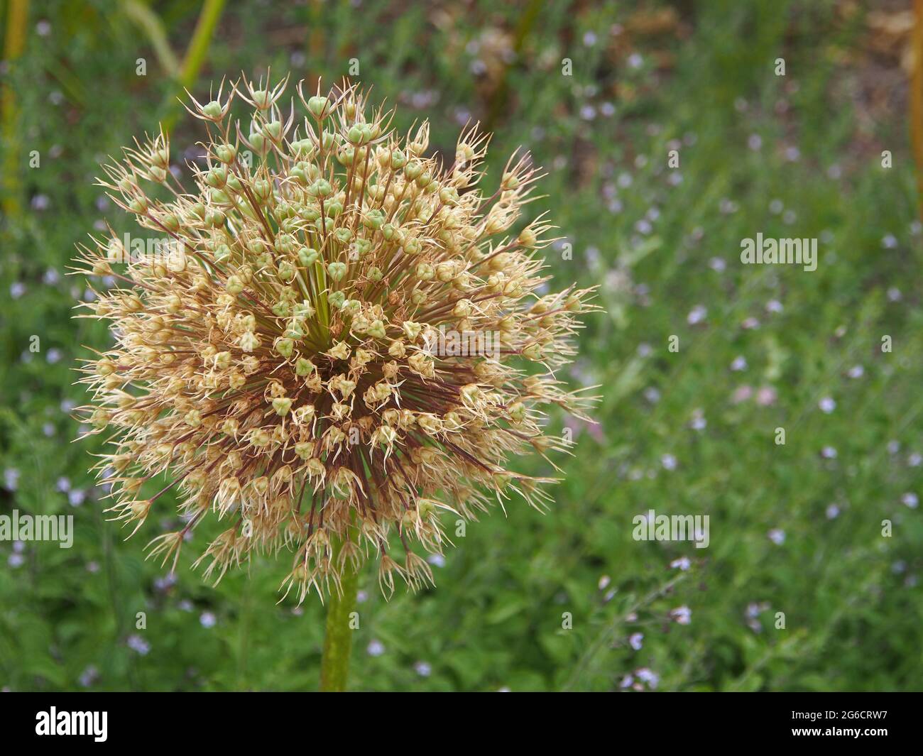 Makroaufnahme des Saatkopfes des riesigen Allium (Allium giganteum) Var. Allium Beau betrachtet das Wachstum in einem englischen Garten im Juli. Stockfoto