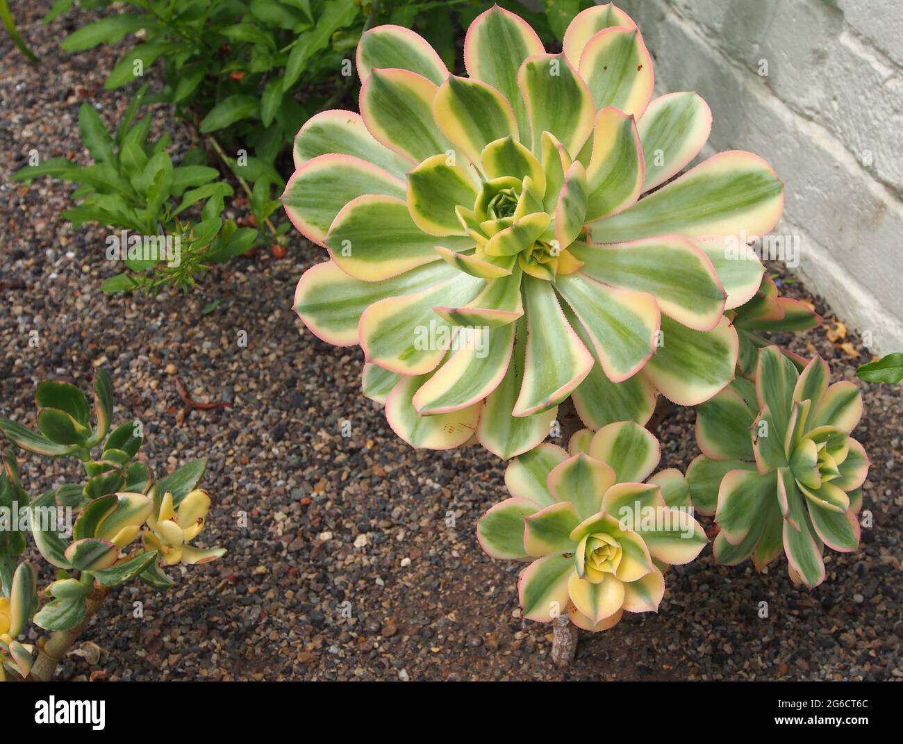 Aeonium Arboreum - eine Sukulente, die für trockene und trockene Bedingungen geeignet ist. Wächst im Kiesbett des Gewächshauses bei RHS Bridgewater. Stockfoto