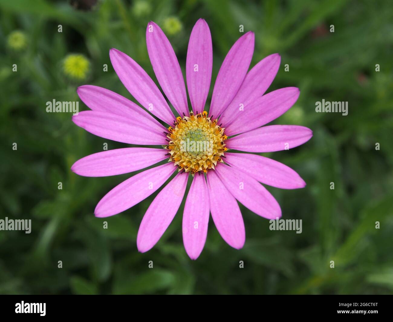 Nahaufnahme einer violetten Osteospermum, die in einem englischen Garten blüht. Stockfoto