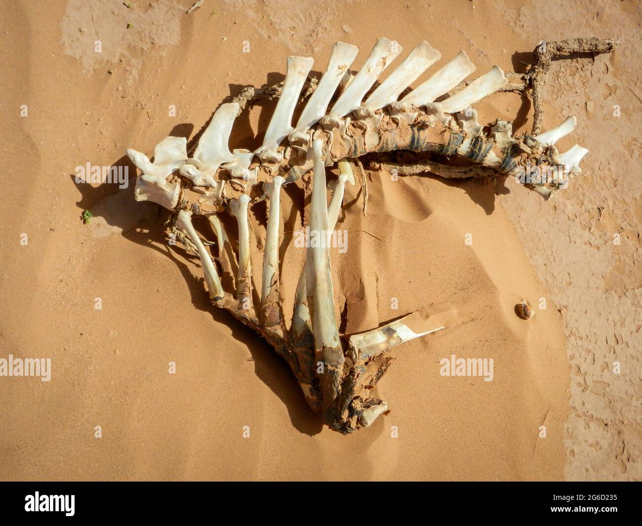 Knochen eines toten Tieres in der Sahara in Marokko gefunden Stockfoto