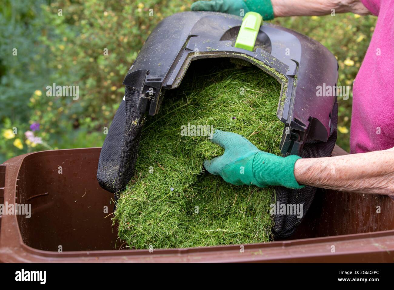 Hampshire, England, Großbritannien. 2021. Frau, die Gras-Stecklinge in einen braunen Mülltonne im Garten leert. Stockfoto