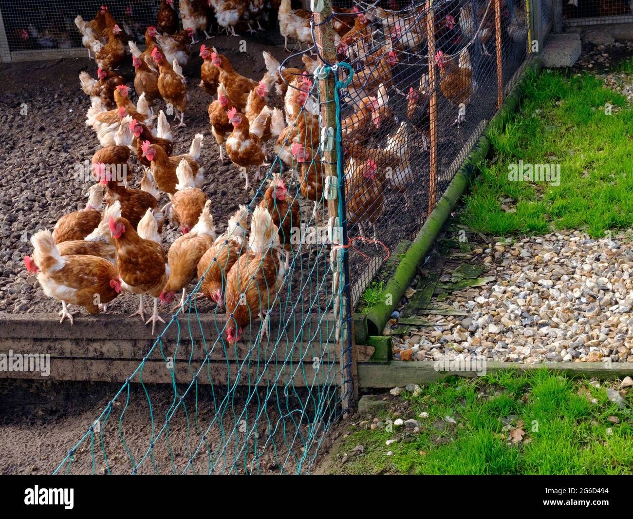 Gewerbliche Hühnerzucht in Hampshire, Großbritannien Stockfoto