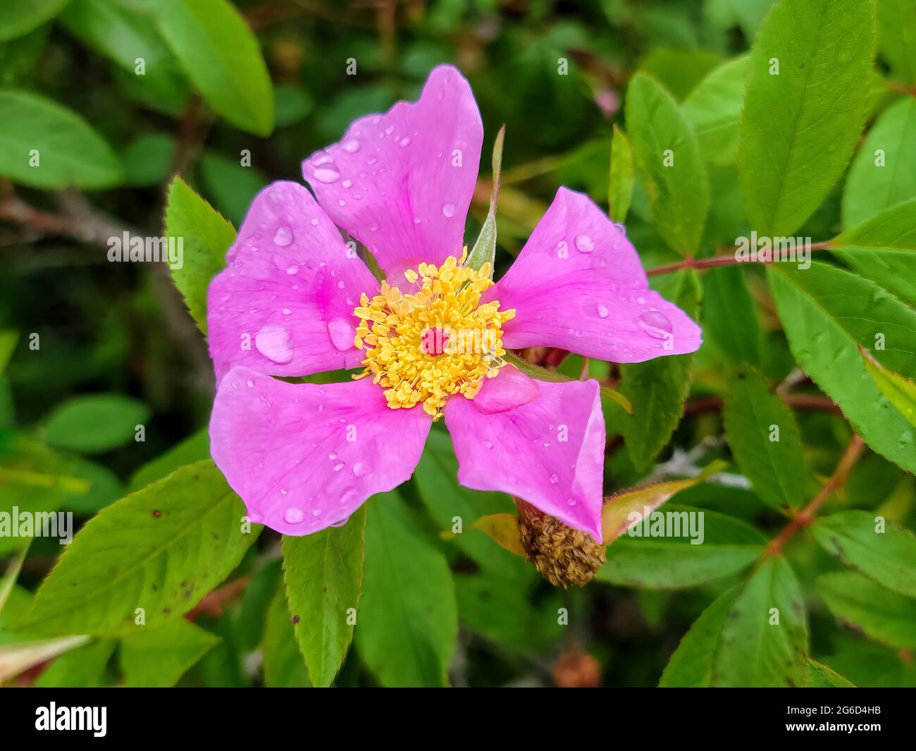 Nahaufnahme der rosa Wildrosenblüte mit Tautropfen Stockfoto