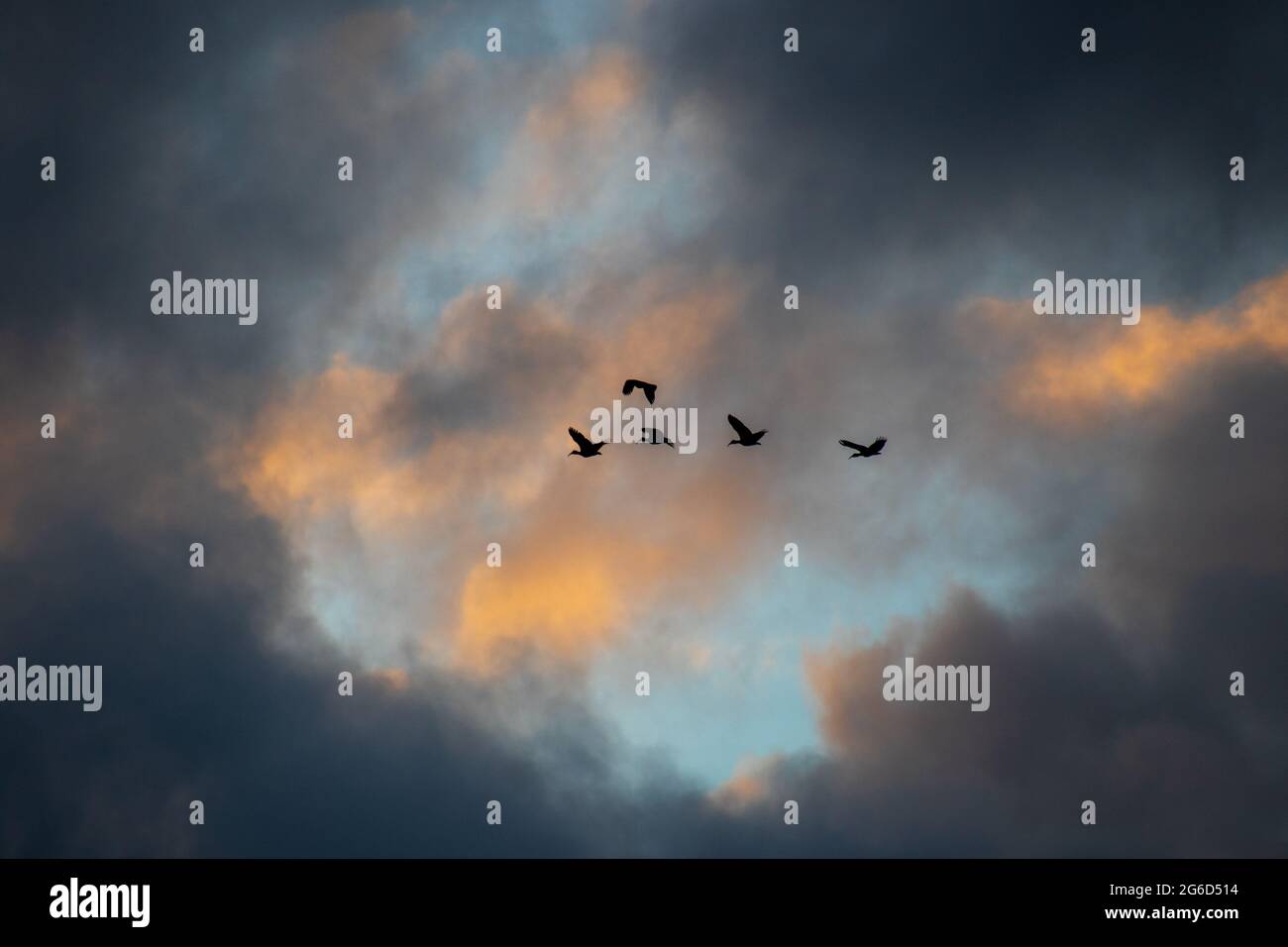 Fliegen durch das Auge des Sturms - fünf Vögel im Flug in einer Öffnung in den Wolken in einem stürmischen Himmel Stockfoto
