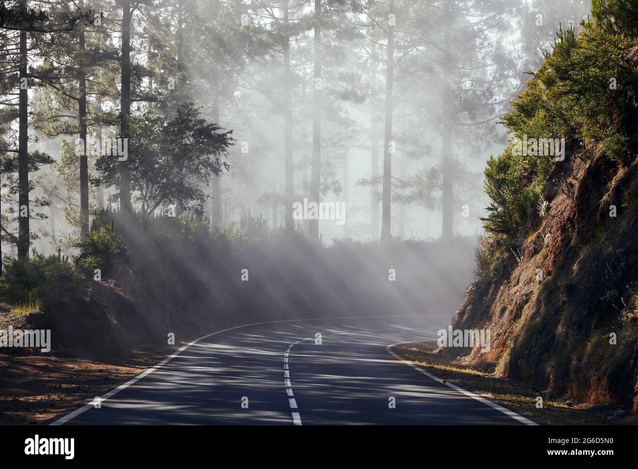 Sonnenstrahlen im Nebel. Asphaltstraße führt durch nebligen Wald auf Teneriffa. Kanarische Inseln, Spanien. Stockfoto