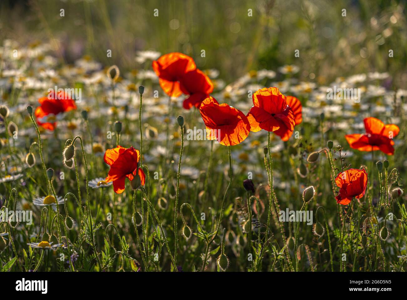 Mohngruppe auf einer Bergwiese. Einige blühen, andere sind noch nicht erblüht Stockfoto