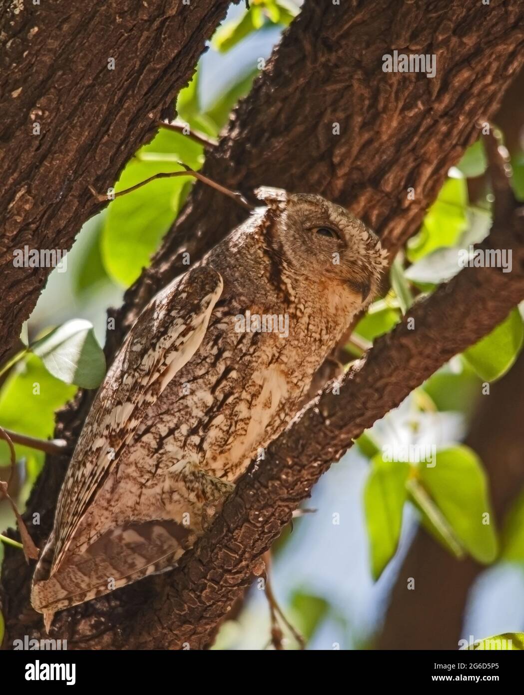 African Scopus-Owl Otus senegalensis 13528 Stockfoto