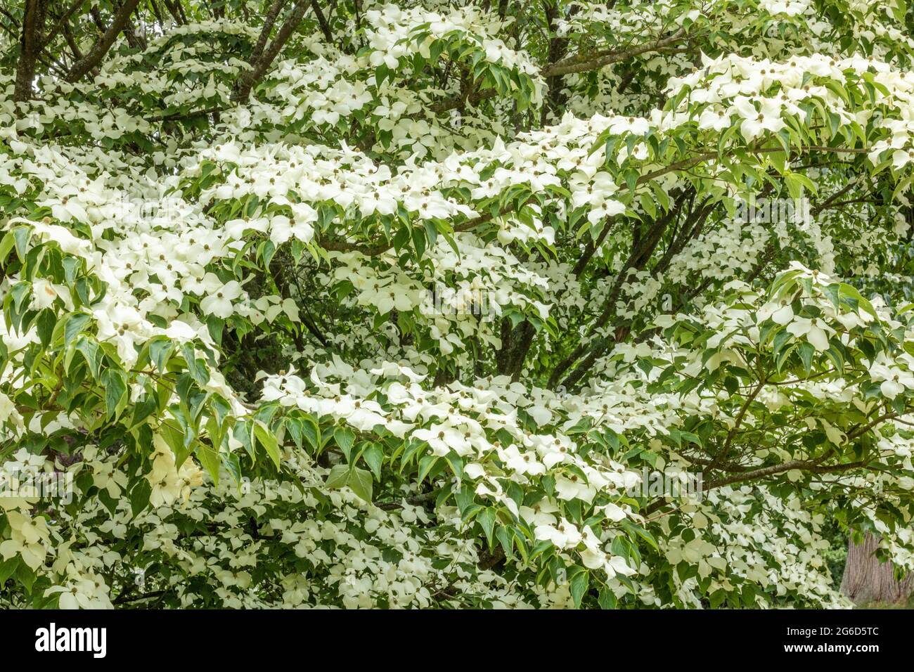Cornus kousa, kleiner Laubbaum, blühende Pflanzenfamilie Cornaceae Stockfoto