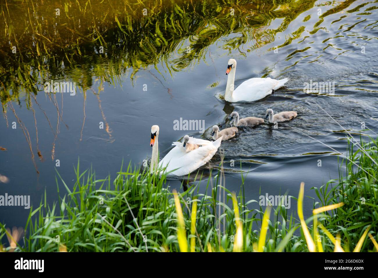 Ein junges Cygnet hitches eine Fahrt auf dem Rücken seiner Mutter Stockfoto