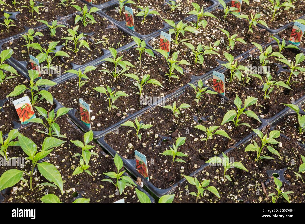 Capsicum Annuum. Super Chili Hybrid Pfefferpflanzen wachsen in Kunststoffschalen in einem Gewächshaus. Stockfoto