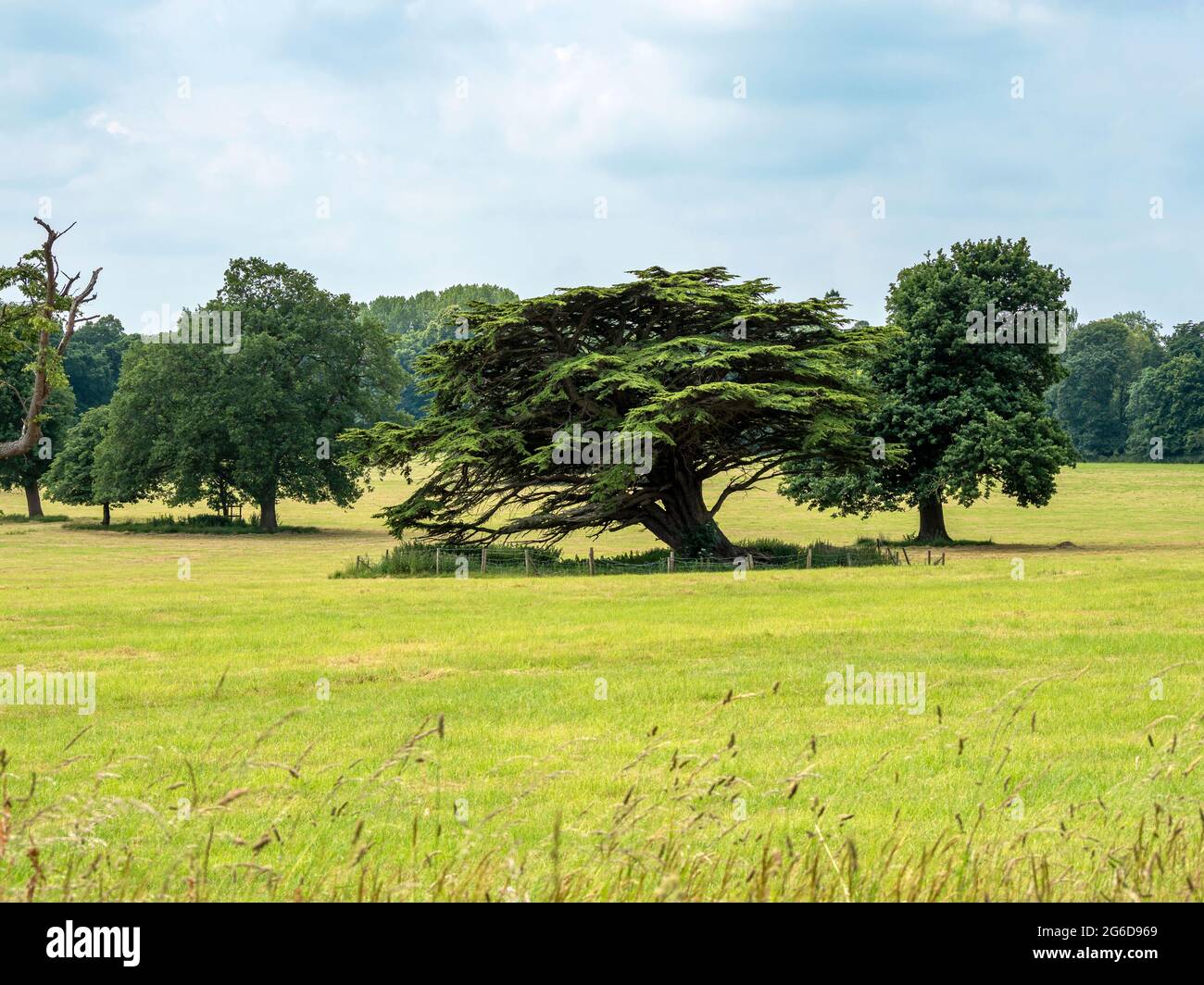 Bäume in einem englischen Landschaftspark im Sommer Stockfoto