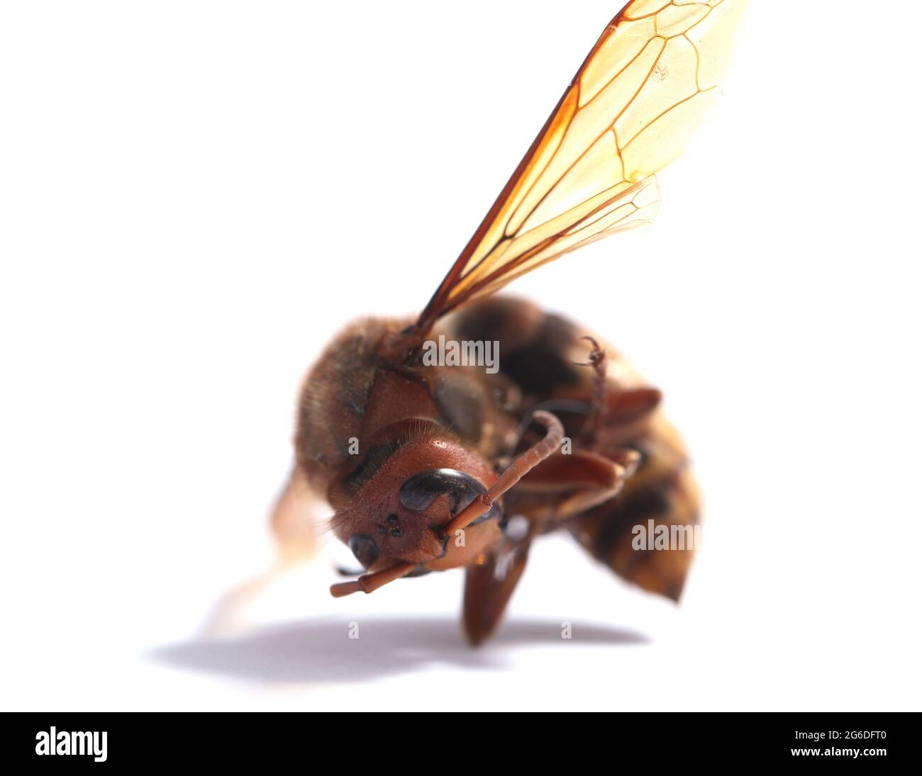 Schutz von toten Horniten Insektensterben Arten Naturschutz Stockfoto