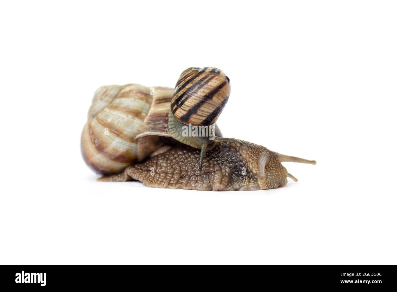 Zwei Schnecken kriechen auf weißem Hintergrund in Nahaufnahme, selektiver Fokus. Stockfoto