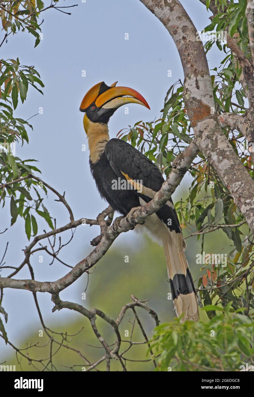 Großer Hornbill (Buceros bicornis) erwachsener Rüde auf dem Zweig Kaeng Krachen, Thailand Januar Stockfoto