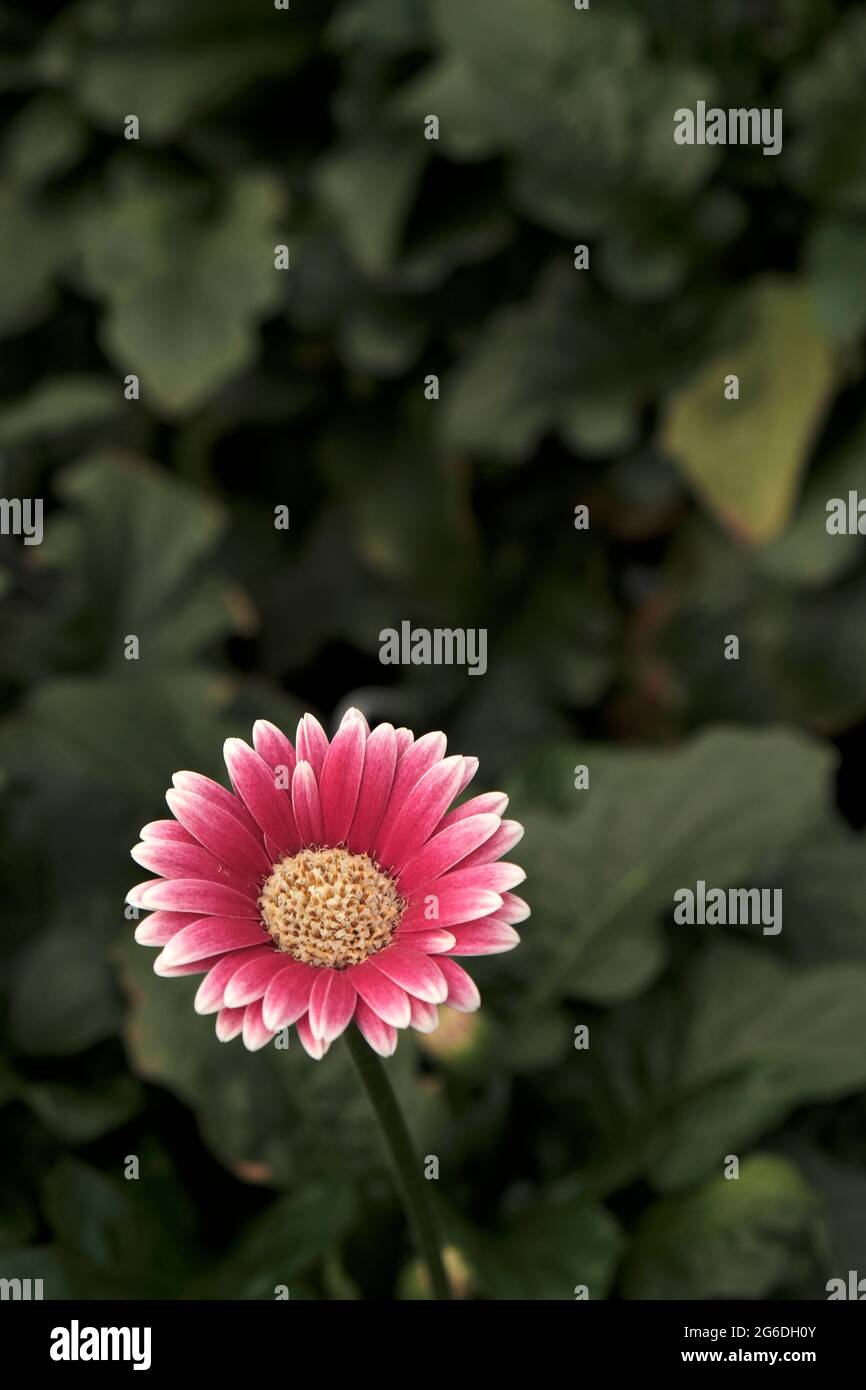 Gerbera in rosa Farben. Blumenfotografie. Floraler Desktop-Hintergrund. Rosa Gerbera. Natur Hintergrund. Dunkelgrüne Blätter. Stockfoto