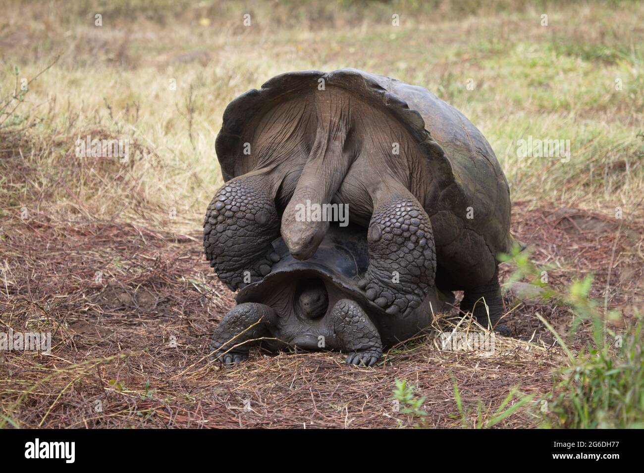 Nahaufnahme von zwei GalapagosSchildkröten (Chelonoidis nigra), die auf den GalapagosInseln in