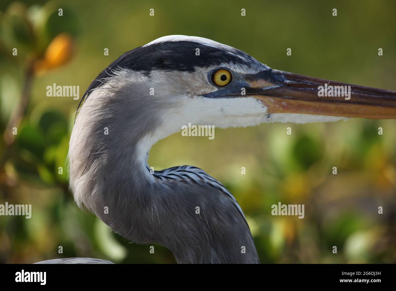 Seite auf dem Porträt des Blauen Reihers (Ardea herodias) in Mangroven Galapagos-Inseln Galapagos-Inseln, Ecuador. Stockfoto