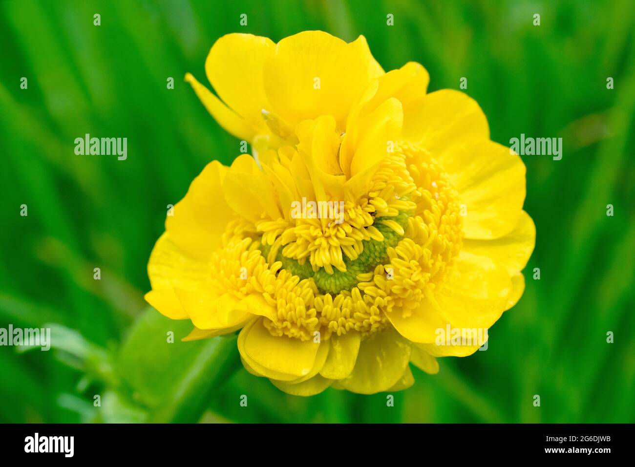 Knollenbalter (Ranunculus bulbosus), Nahaufnahme einer freak doppelköpfigen Blume, die die ausgeprägte Fehlbildung, die als Fasziation bekannt ist, zeigt. Stockfoto
