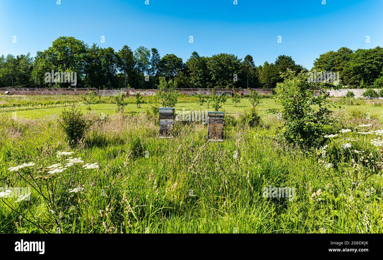 Wilde Blumen, ein Obstgarten und Bienenstöcke in Gilmerton Walled Garden im Sommer mit blauem Himmel, East Lothian, Schottland, Großbritannien Stockfoto