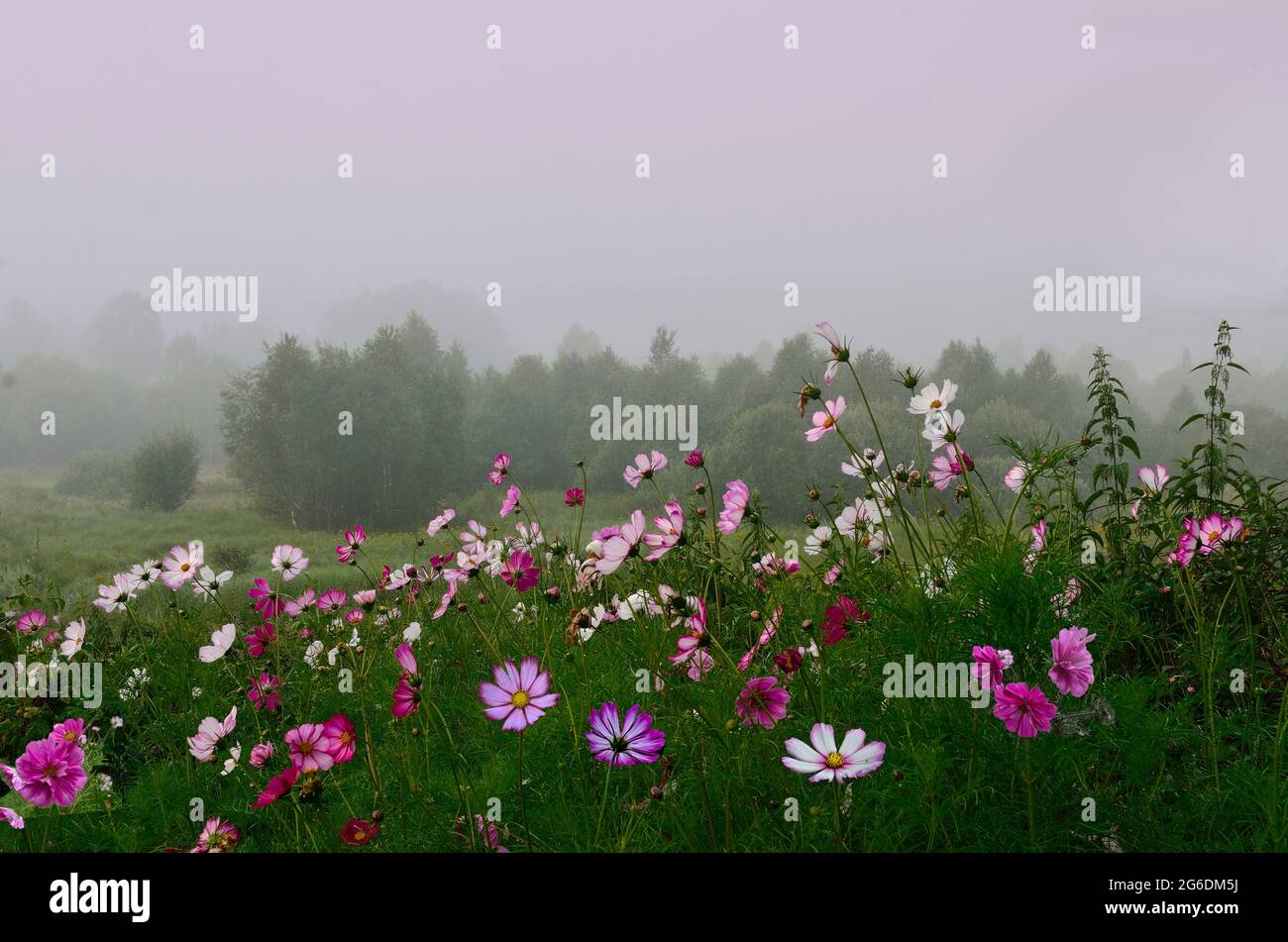 Nebliger ländlicher Morgen über der Sommerwiese mit blühenden kosmischen Blumen. Farbenfrohe, helle, zarte Blüten in rosa Morgennebel. Schönheit und Frische von Stockfoto