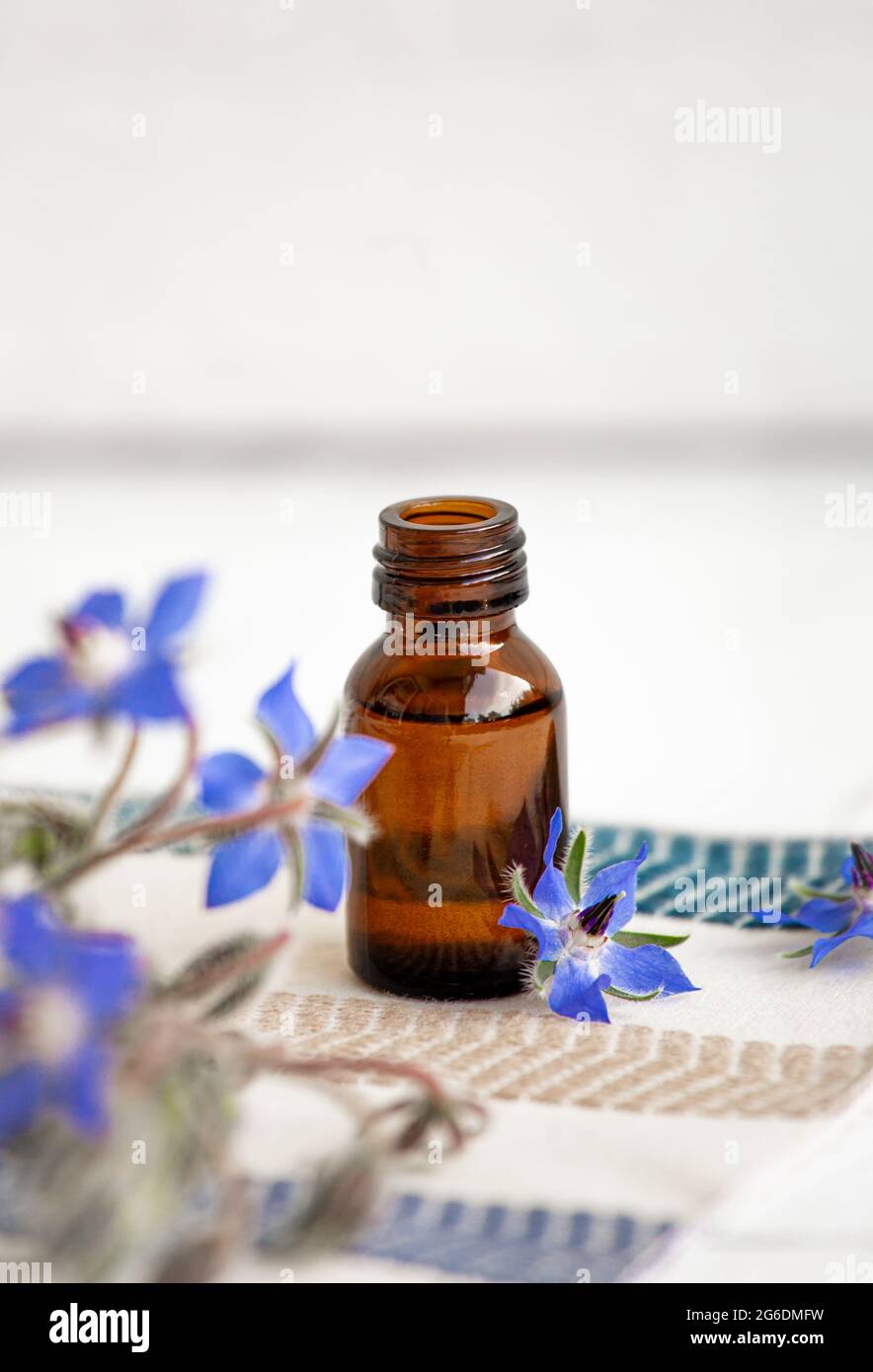 Ölflasche Borago officinalis (Borago oder Borretsch) mit frischen Blüten, die überall verstreut sind. Konzept der Kräutermedizin. Speicherplatz kopieren. Stockfoto