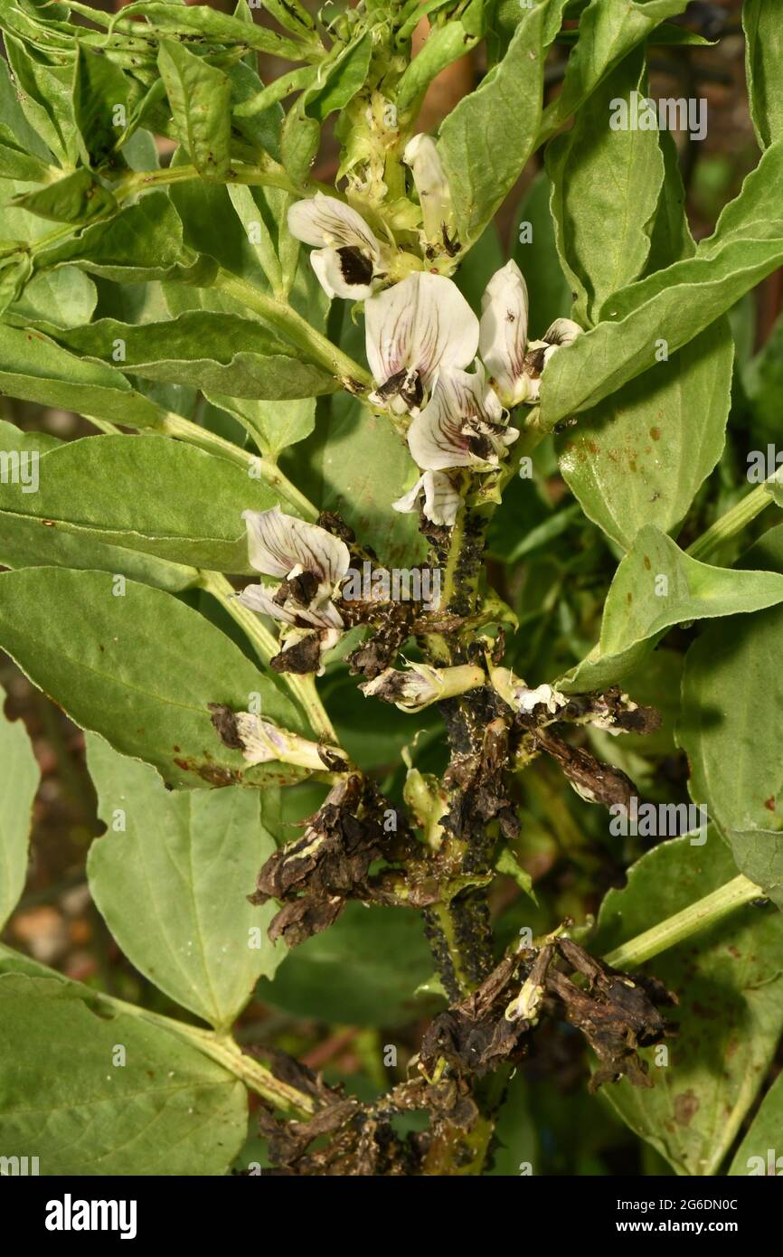 Die Pflanze der Broad Bean wird von der schwarzen Fliege verwüstet, einer winzigen Blattlaus, die den saft aus dem neuen und zarten Wachstum der Pflanzen saugt. Stockfoto