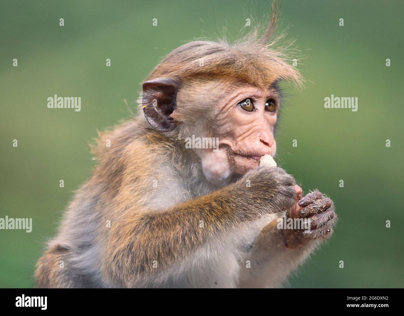 Nahaufnahme von Gesichtern des Sri lanka Affen - Toque Macaque Stockfoto