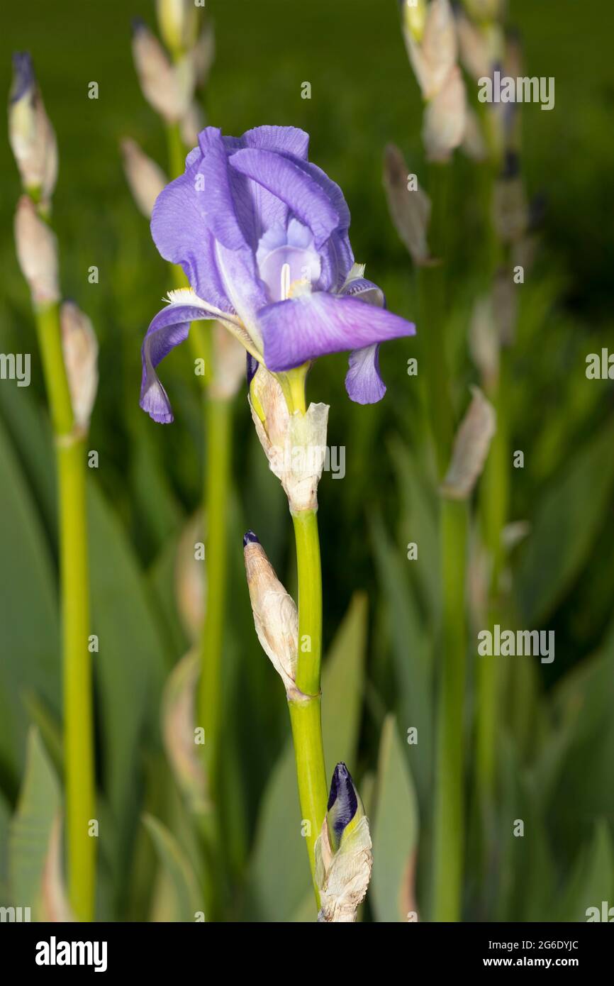 Iris Pallida mit Einzelblüten gegen leicht unscharf belaubtes Laub Stockfoto