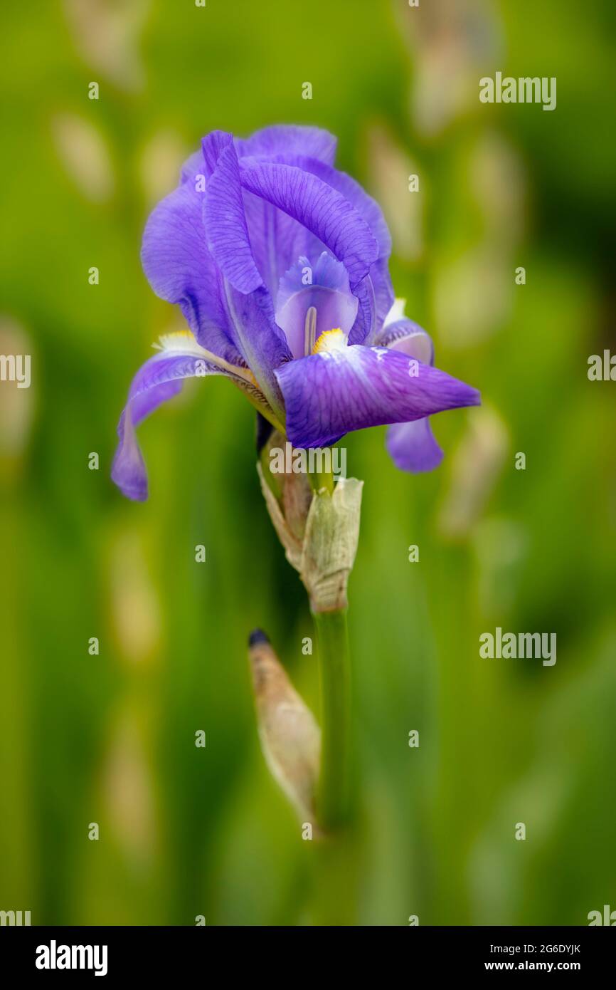 Schöne Iris pallida var. dalmatica, Pallida orris, natürliches Pflanzenportrait Stockfoto