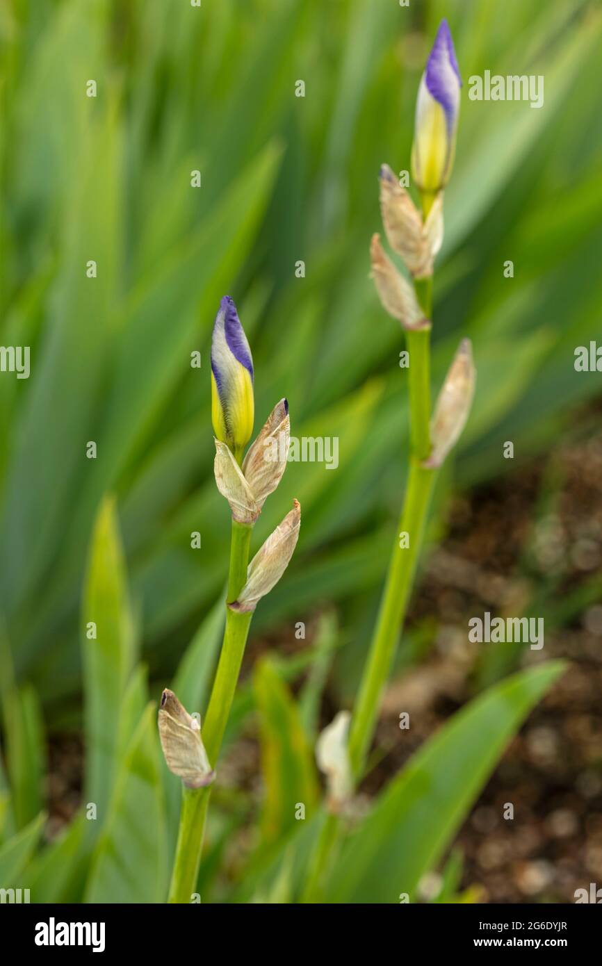 Schöne Iris pallida var. dalmatica, Pallida orris, natürliches Pflanzenportrait Stockfoto