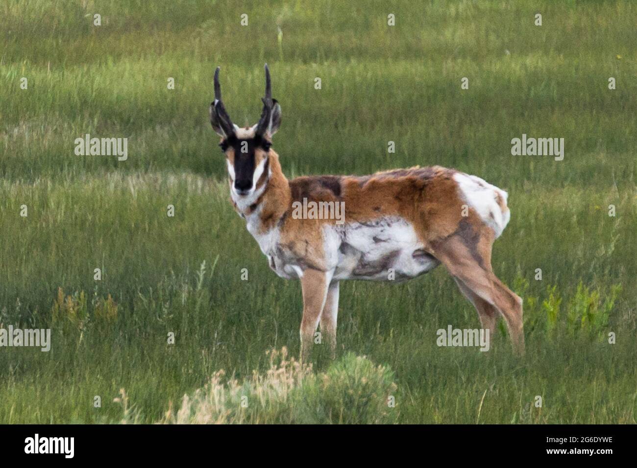 Antilope grast auf einem Feld Stockfoto