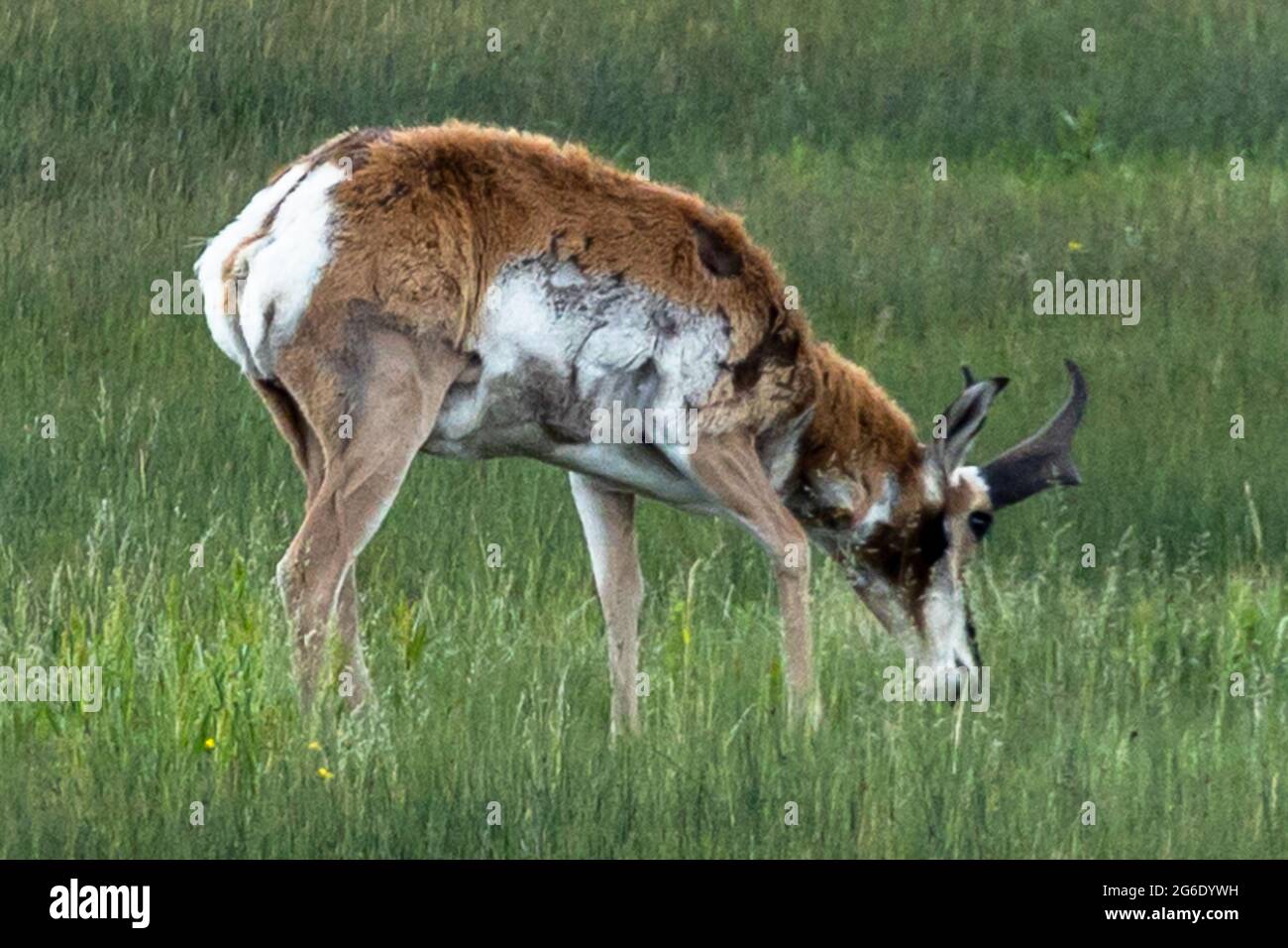 Antilope grast auf einem Feld Stockfoto