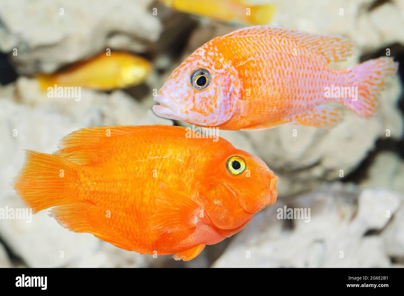 Wunderschöne orangefarbene Fische, die in einem Aquarium auf einem unentschärfenden Hintergrund aus Steinen schwimmen Stockfoto