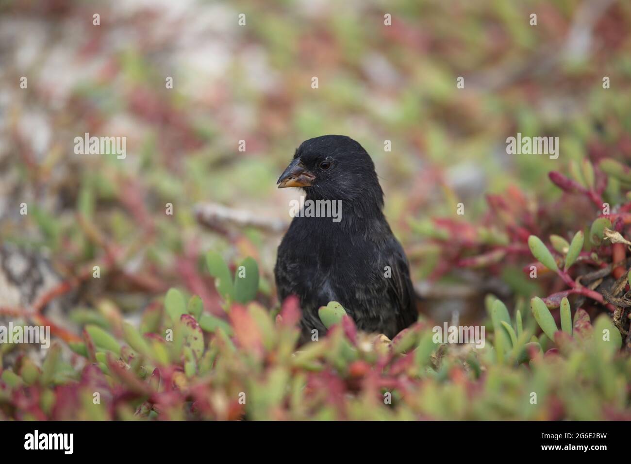 Darwins GalapagosFinch (Camarhynchus psittacula) sitzt in den