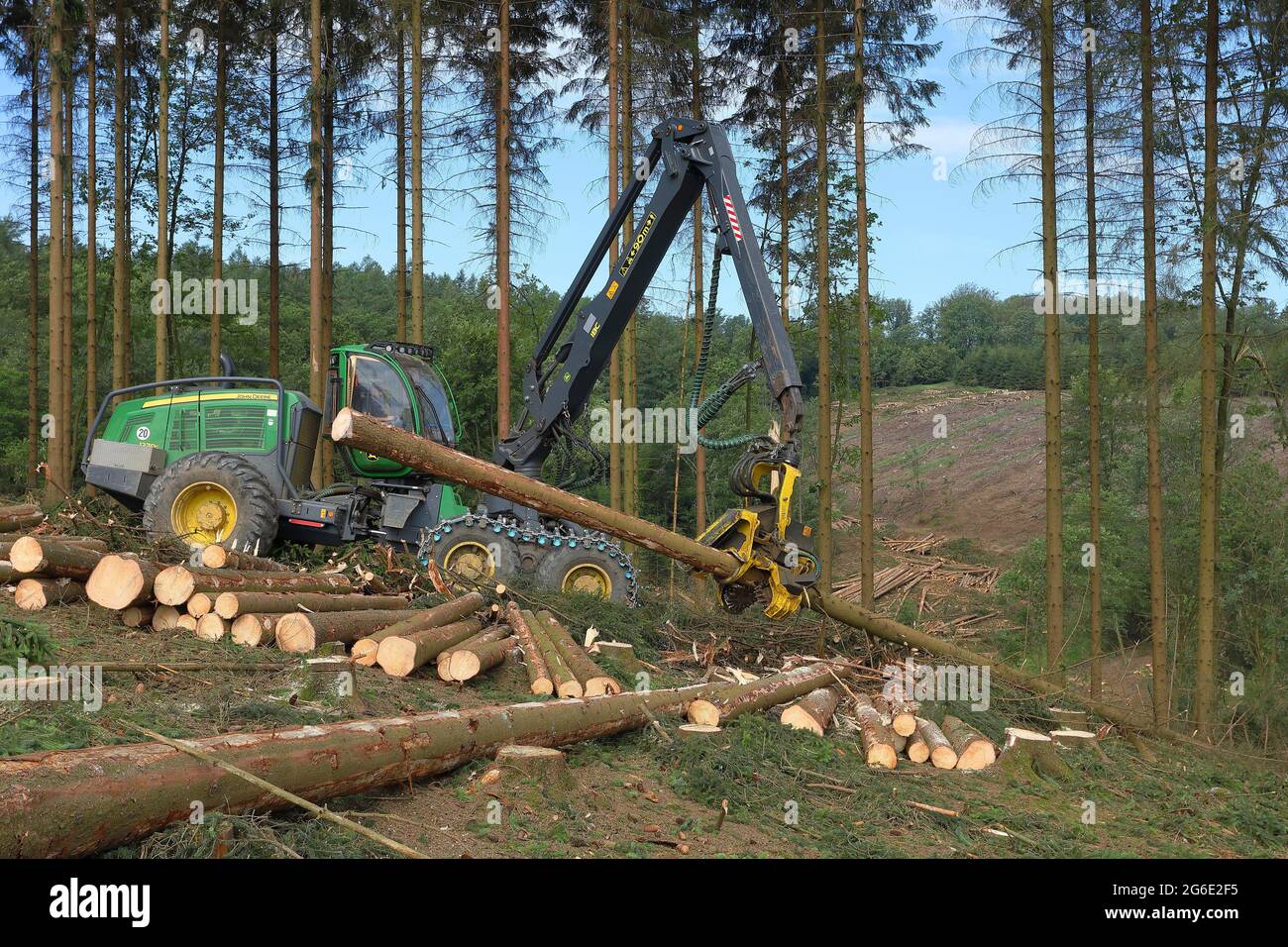 Harvester Ernte Fichte befallen mit gemaserten Fichtenrindenkäfer (Cryphalus abietis), Siegerland, Nordrhein-Westfalen, Deutschland Stockfoto