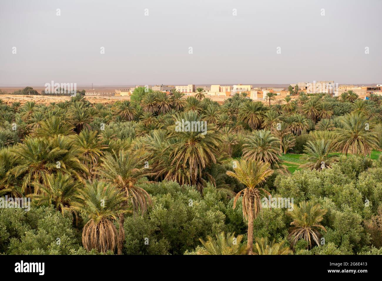 Tal voller Palmen in der Oase Source Bleu, Blue Spring, in den Hinterhäusern der Stadt Madkhal Meski, Marokko Stockfoto