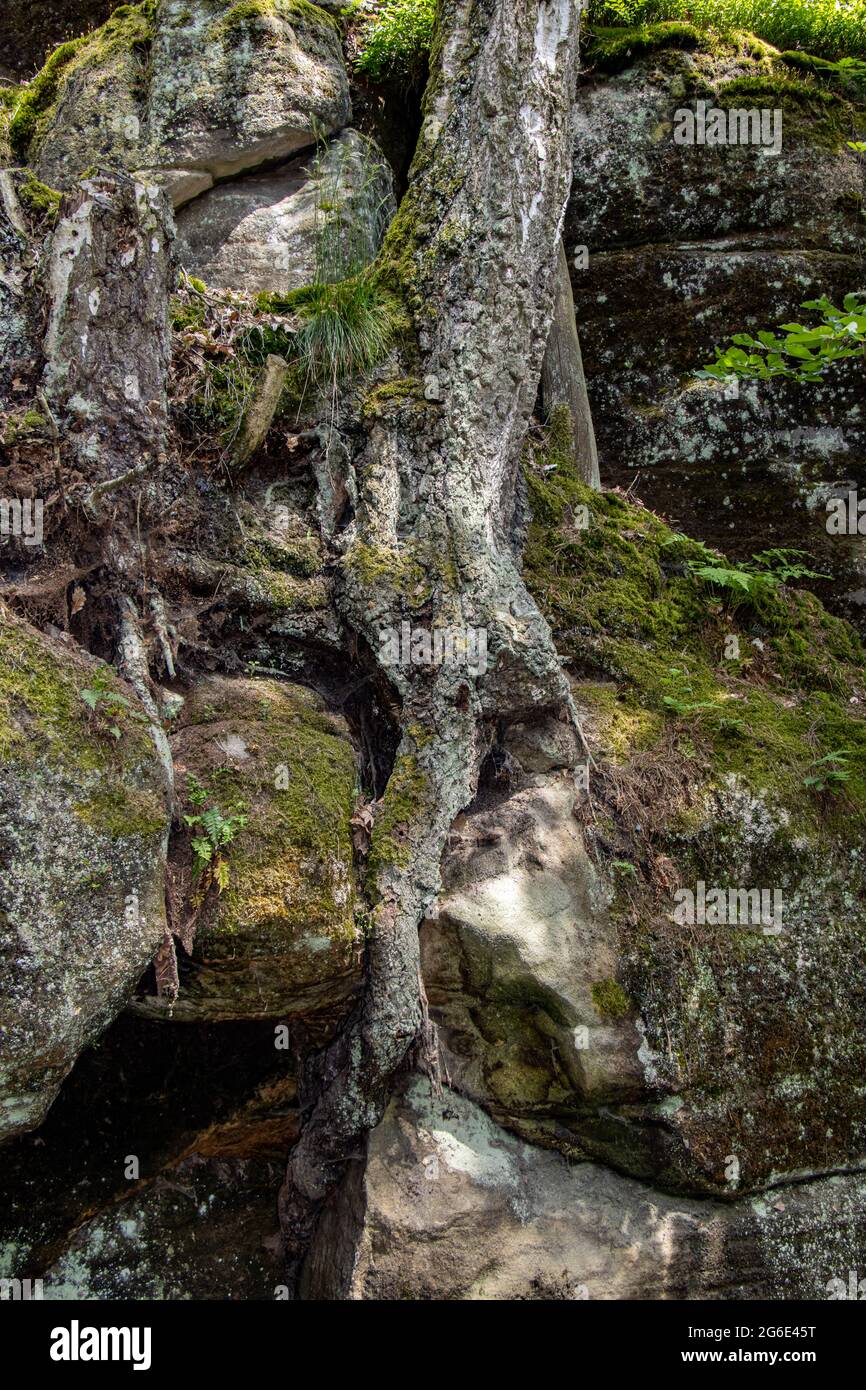 Baumwurzeln zwischen Felsen durchsetzt Stockfoto