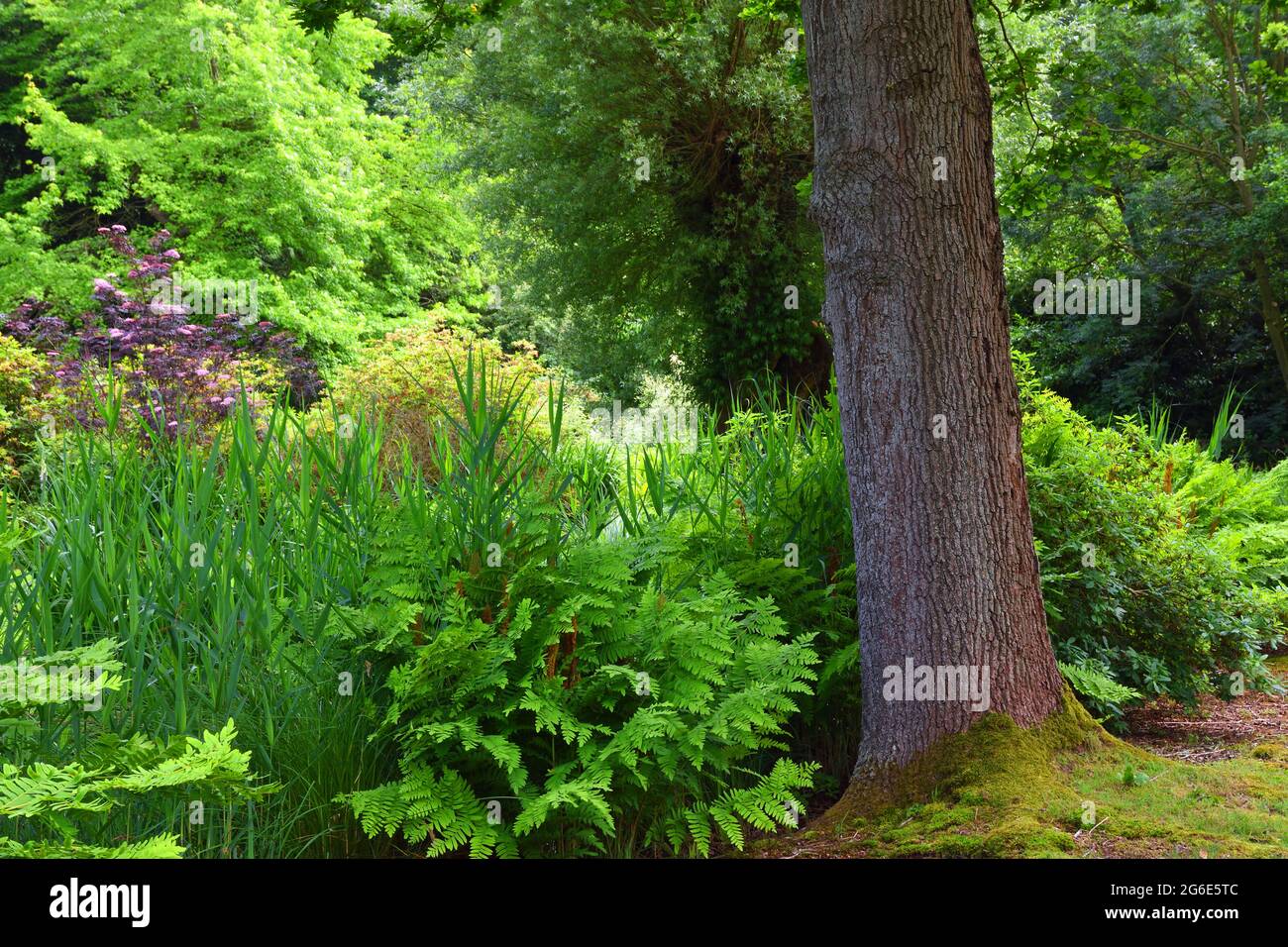 Gartenszene mit Baumfarnen und Schilf Stockfoto