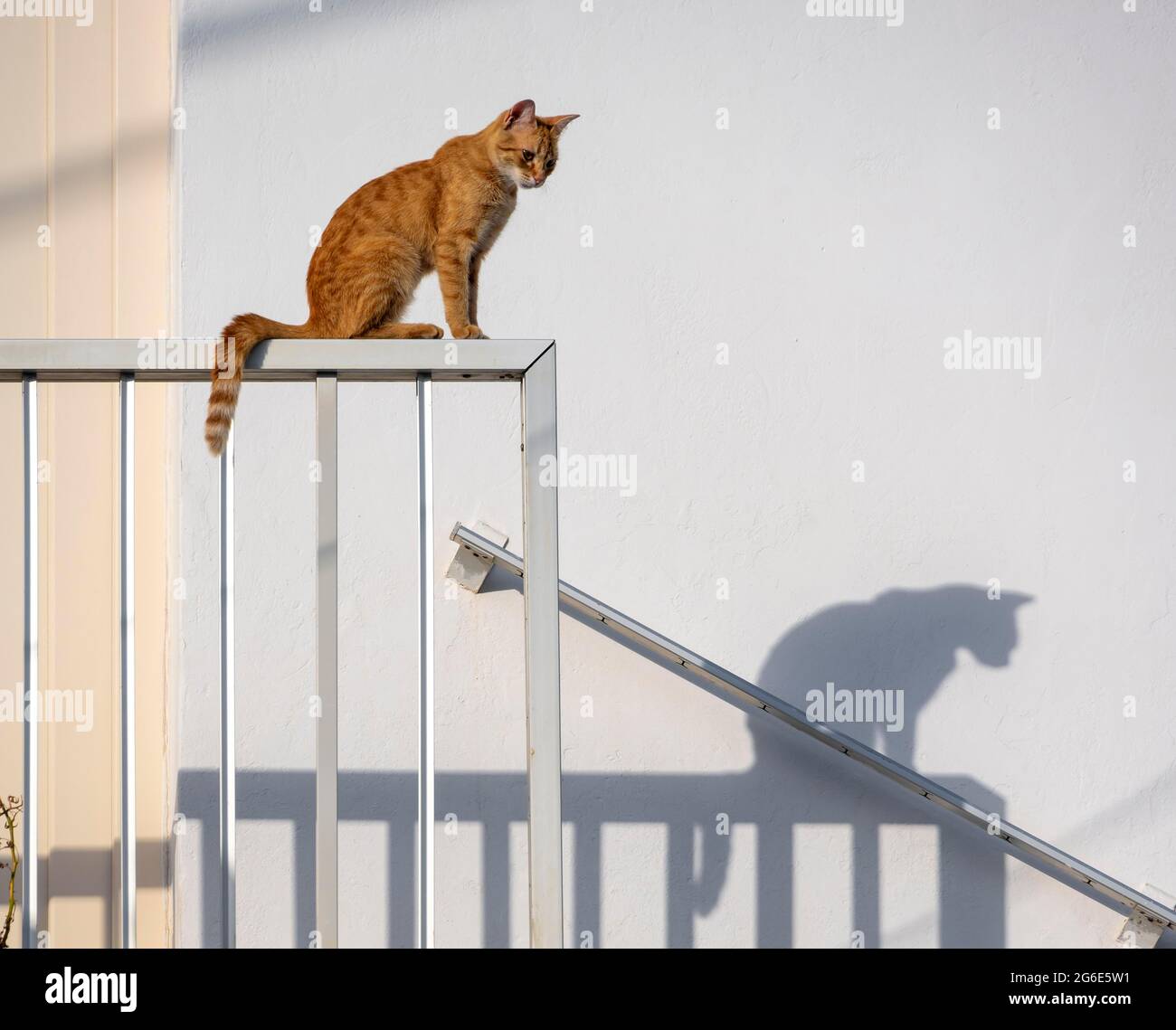 Tabby Katze sitzt auf Geländer, Schatten an Wand, Paros, Kykladen, Ägäis, Griechenland Stockfoto