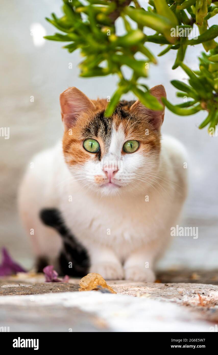 Katze mit grünen Augen auf dem Boden liegend, Paros, Kykladen, Ägäis, Griechenland Stockfoto